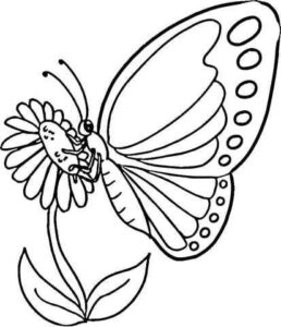 Desenho de Borboletas Desenho Colorir Imprimir 014