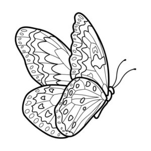 Desenho de Borboletas Desenho Colorir Imprimir 021