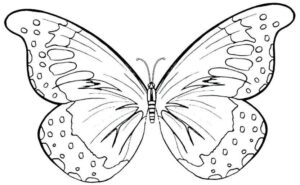 Desenho de Borboletas Desenho Colorir Imprimir 053