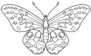 Desenho de Borboletas Desenho Colorir Imprimir 056