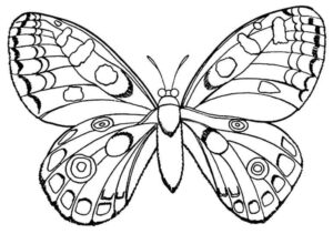 Desenho de Borboletas Desenho Colorir Imprimir 057