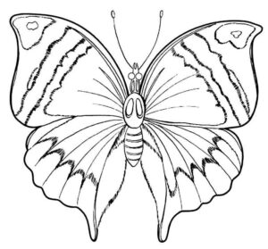 Desenho de Borboletas Desenho Colorir Imprimir 058
