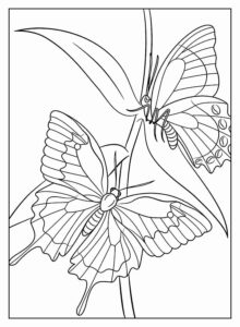 Desenho de Borboletas Desenho Colorir Imprimir 127
