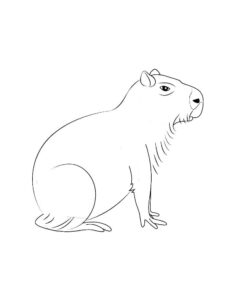 Desenho de Capivara Desenho Colorir Imprimir 114