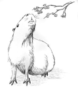 Desenho de Capivara Desenho Colorir Imprimir 125