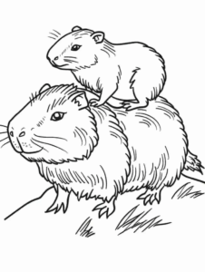 Desenho de Capivara Desenho Colorir Imprimir 149