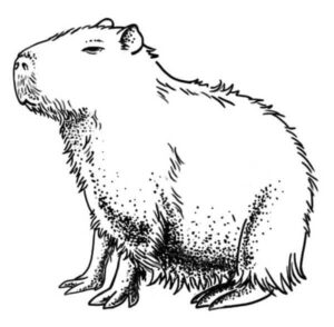 Desenho de Capivara Desenho Colorir Imprimir 186