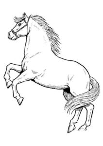 Desenho de Cavalo Desenho Colorir Imprimir 040
