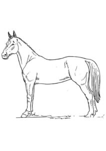 Desenho de Cavalo Desenho Colorir Imprimir 044