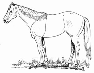 Desenho de Cavalo Desenho Colorir Imprimir 113