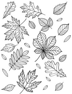 Desenho de Folhas Desenho Colorir Imprimir 01