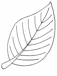 Desenho de Folhas Desenho Colorir Imprimir 08