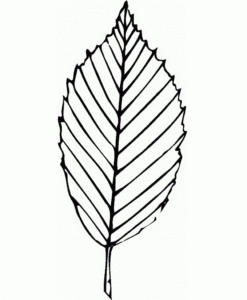 Desenho de Folhas Desenho Colorir Imprimir 09