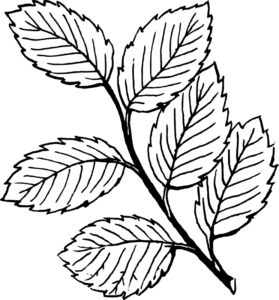 Desenho de Folhas Desenho Colorir Imprimir 12