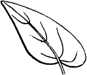 Desenho de Folhas Desenho Colorir Imprimir 13