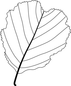 Desenho de Folhas Desenho Colorir Imprimir 14