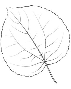 Desenho de Folhas Desenho Colorir Imprimir 23