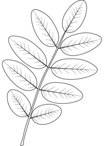 Desenho de Folhas Desenho Colorir Imprimir 26