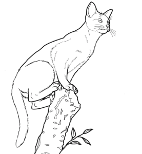 Desenho de Gato Para Colorir 5