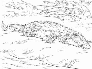 Desenho de Jacaré Desenho Colorir Imprimir 10