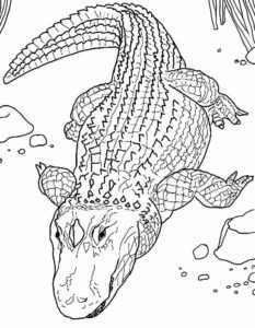 Desenho de Jacaré Desenho Colorir Imprimir 11