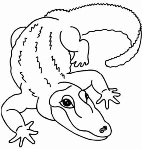 Desenho de Jacaré Desenho Colorir Imprimir 20