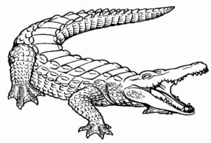 Desenho de Jacaré Desenho Colorir Imprimir 28