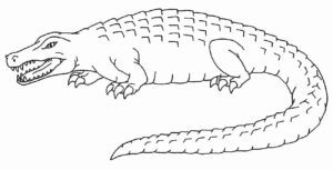 Desenho de Jacaré Desenho Colorir Imprimir 32