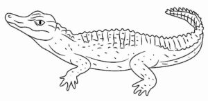 Desenho de Jacaré Desenho Colorir Imprimir 33