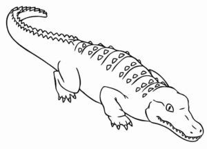 Desenho de Jacaré Desenho Colorir Imprimir 35