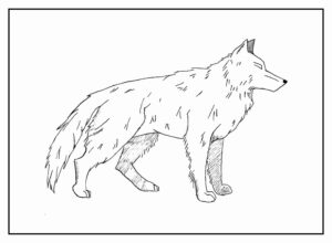 Desenho de Lobo Desenho Colorir Imprimir 06