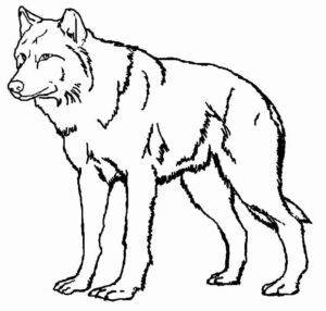 Desenho de Lobo Desenho Colorir Imprimir 15