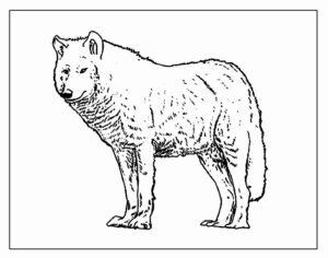 Desenho de Lobo Desenho Colorir Imprimir 24