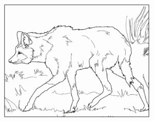 Desenho de Lobo Desenho Colorir Imprimir 36