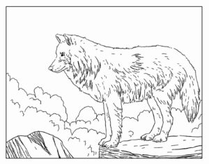 Desenho de Lobo Desenho Colorir Imprimir 37