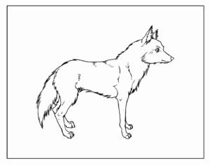 Desenho de Lobo Desenho Colorir Imprimir 39