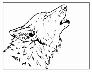 Desenho de Lobo Desenho Colorir Imprimir 40