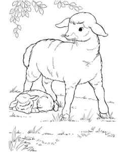Desenho de Ovelha Desenho Colorir Imprimir 07