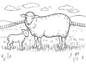 Desenho de Ovelha Desenho Colorir Imprimir 12