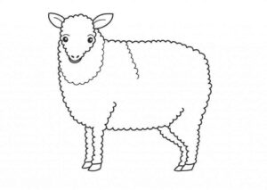 Desenho de Ovelha Desenho Colorir Imprimir 14