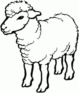 Desenho de Ovelha Desenho Colorir Imprimir 23