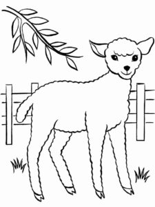 Desenho de Ovelha Desenho Colorir Imprimir 31