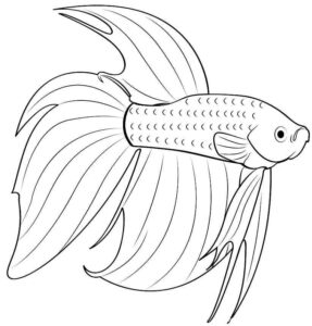 Desenho de Peixes Desenho Colorir Imprimir 049