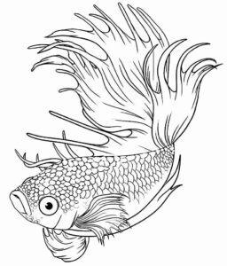 Desenho de Peixes Desenho Colorir Imprimir 089