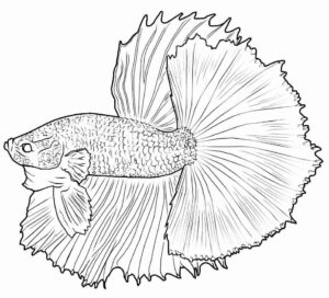 Desenho de Peixes Desenho Colorir Imprimir 092
