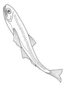 Desenho de Peixes Desenho Colorir Imprimir 102