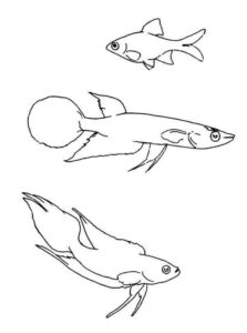 Desenho de Peixes Desenho Colorir Imprimir 105