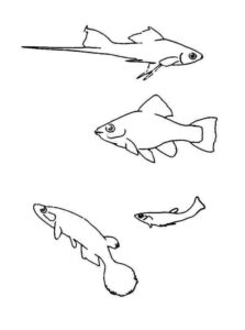 Desenho de Peixes Desenho Colorir Imprimir 108