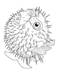 Desenho de Peixes Desenho Colorir Imprimir 110