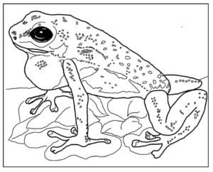 Desenho de Sapos Desenho Colorir Imprimir 03